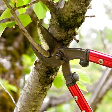 Close-up of pruning shears cutting a branch