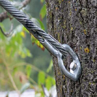 Metal cable secured to a tree trunk with a bolt.